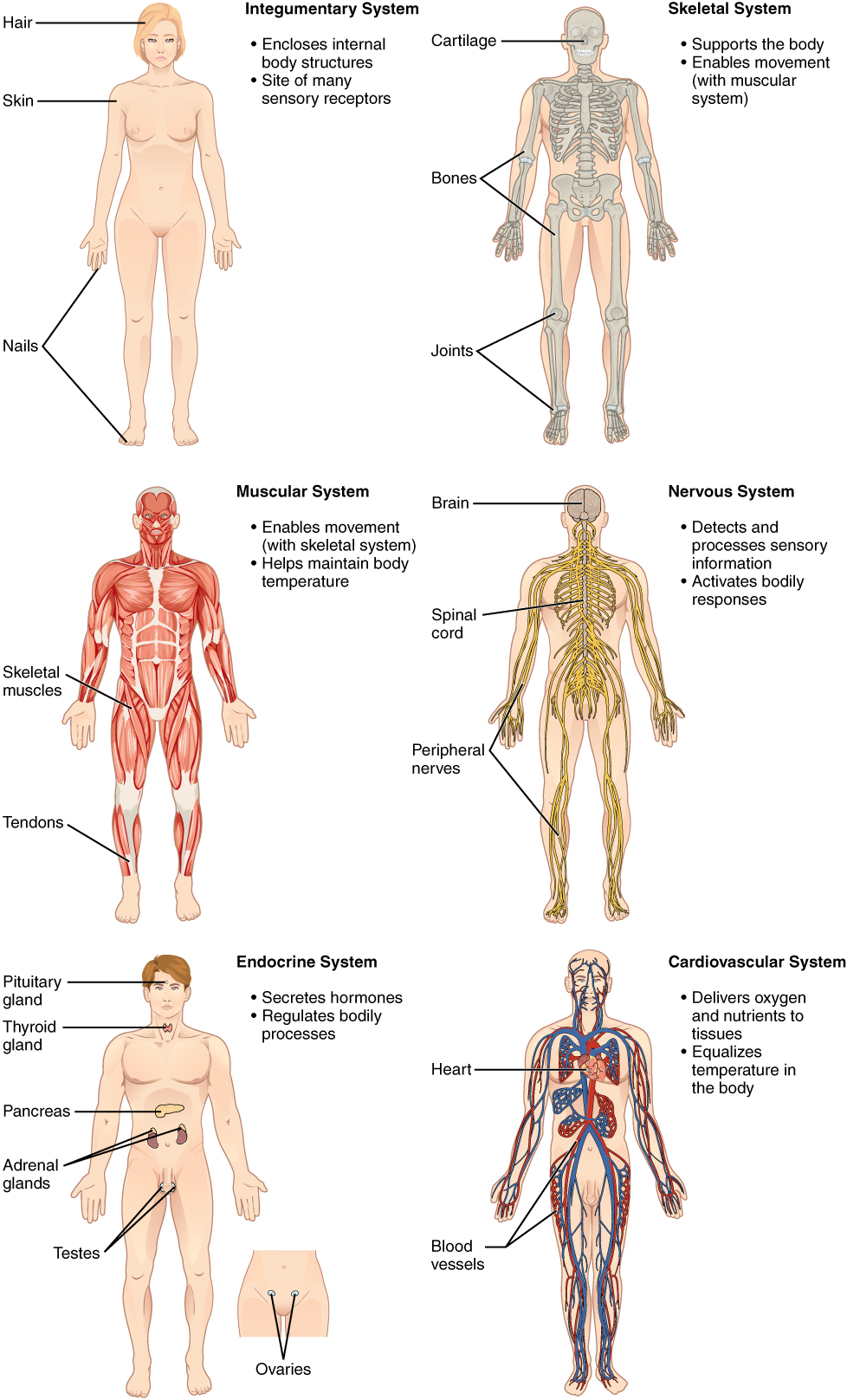 medical-language-within-the-context-of-anatomy-and-physiology