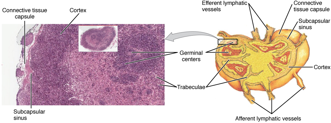 lymphatic-and-immune-systems-building-a-medical-terminology-foundation