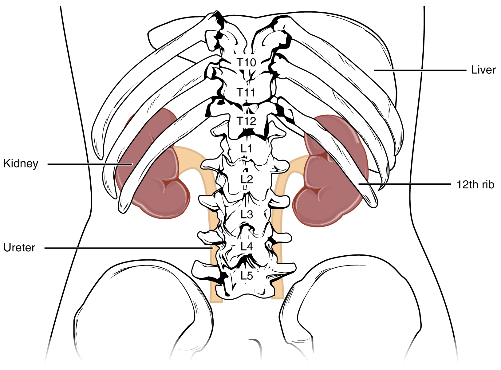 urinary-system-building-a-medical-terminology-foundation