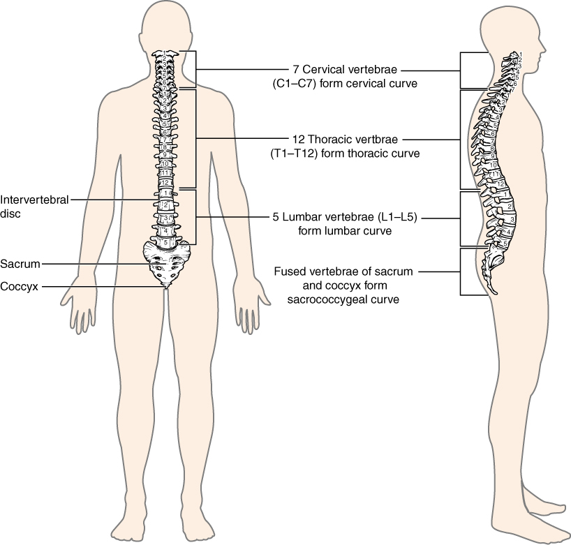 This image shows the structure of the vertebral column. The left panel shows the front view of the vertebral column. Labels and the right panel shows the side view of the vertebral column. labels read (from top): 7 cervical vertebrae (C1-C7) form cervical curve, 12 thoracic vertebrae (T1-T12) form thoracic curve, intervertebral disc, 5 lumbar vertebrae (L1-L5) form lumbar curve, Fused vertebrae of sacrum and coccyx form sacrococcygeal curve, sacrum, coccyx.