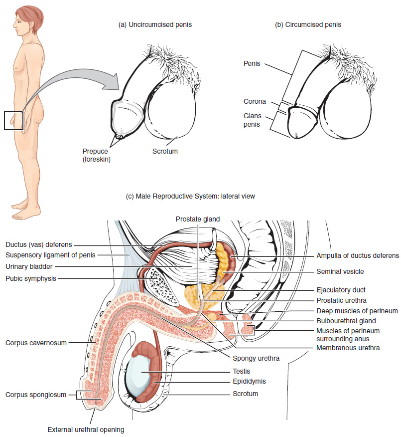 Male Reproductive System – Building a Medical Terminology Foundation