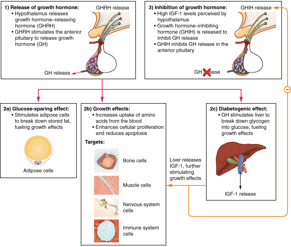 endocrine-system-building-a-medical-terminology-foundation