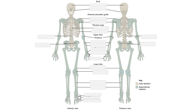 Skeletal System (SC) – Medical Terminology