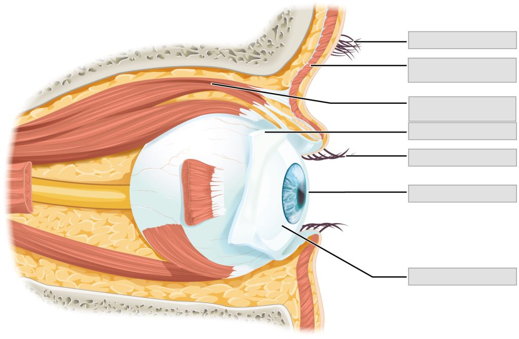 Sensory system eye anatomy with blank labels