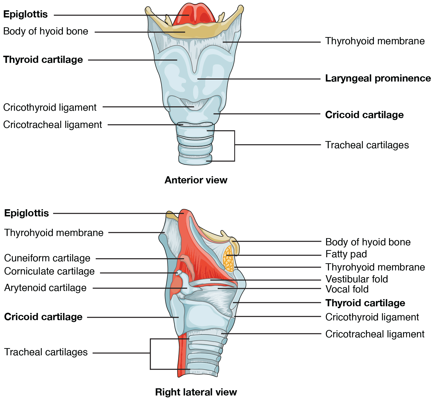 The top panel of this figure shows the anterior view of the larynx, and the bottom panel shows the right lateral view of the larynx.