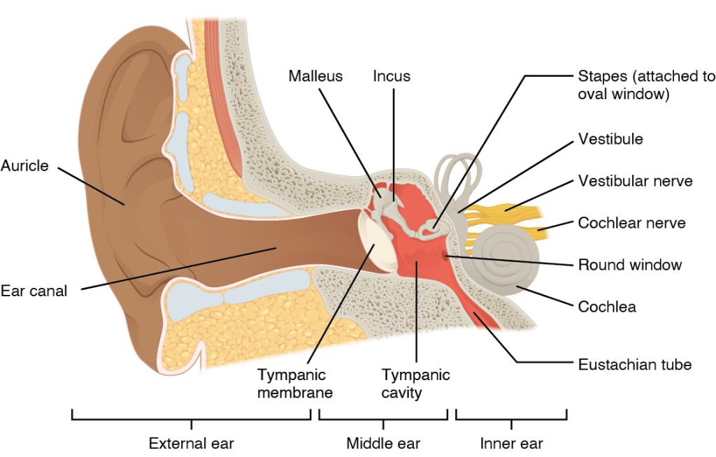 This image shows the structure of the ear with the major parts labeled. The ear is divided up into 3 parts from left to right: external ear, middle ear, and inner ear. Labels for each part read: external ear (auricle, ear canal), middle ear (tympanic membrane, malleus, incus, tympanic cavity), inner ear (stapes, vestibule, vestibular nerve, cochlear nerve, cochlea, round window, eustachian tube).