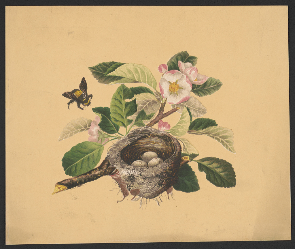 Apple blossoms and bird's nest