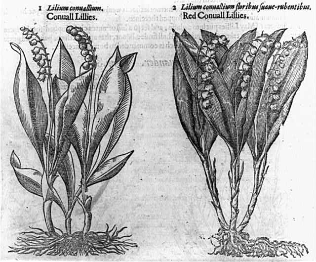 Conuall lillies. Red conuall lillies