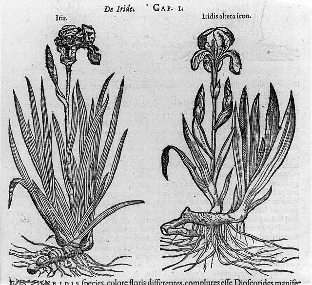 Iris and Iridis altera icon