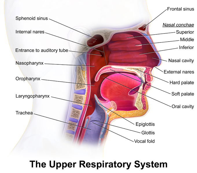 A labeled diagram of the upper respiratory system from top left to bottom, Sphenoid sinus, internal nares, entrance to auditory tube, nasopharynx, laryngopharynx, and trachea. From top right to bottom, frontal sinus, nasal conchae, superior, middle, inferior, nasal cavity, external nare, hard palates, soft palate, oral cavity, epiglottis, glottis, and vocal fold.
