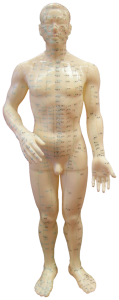 A 3-diemsional acupuncture doll.