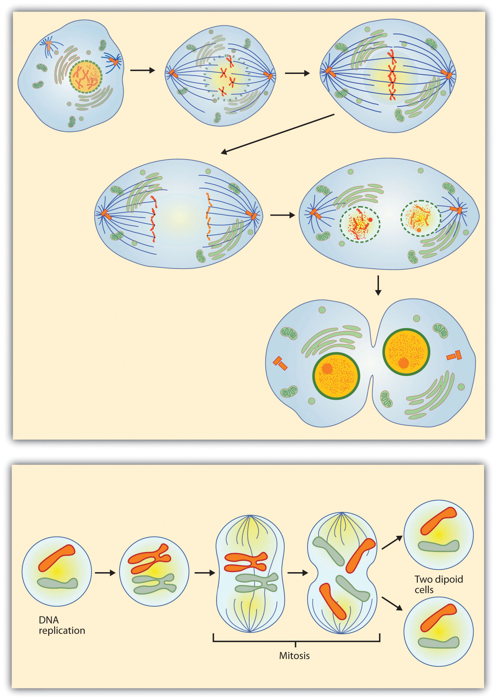 Two different diagrams showing cell mitosis, with the second one labeling several parts.