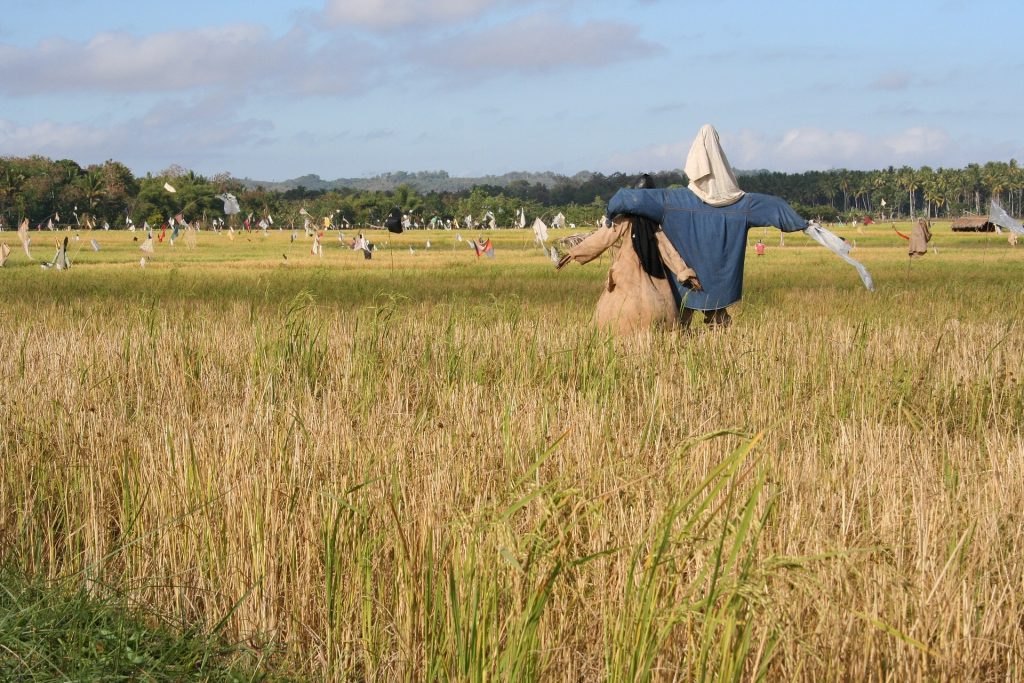 Two straw men in the middle of the rice field.