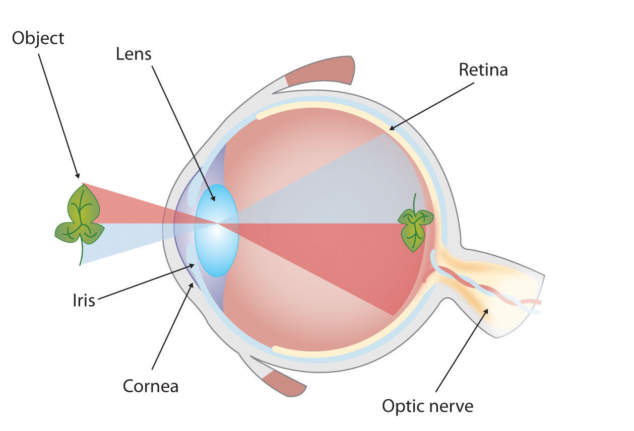 A labeled diagram of the human eye.