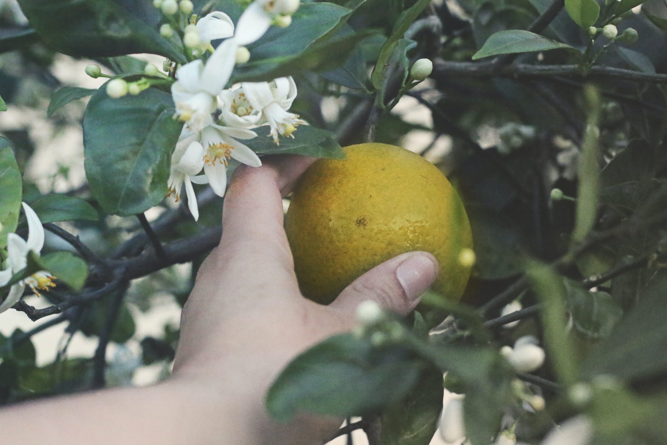 Yellow lemon fruit on person's hand/ Hand-picking an orange from a citrus tree.