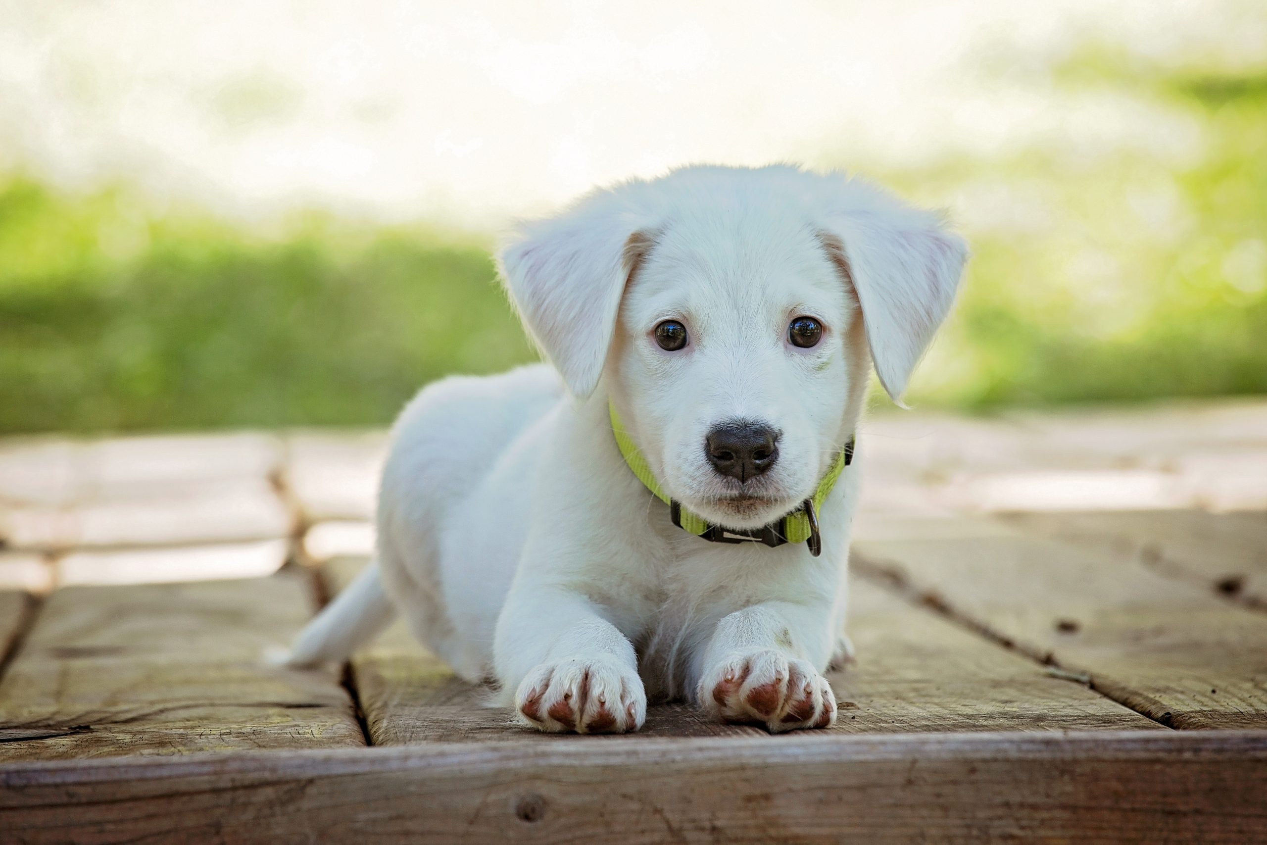 A light colored puppy wearing a yellow collar is laying down and looking straight ahead.