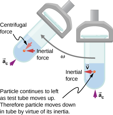 Illustration of a test tube in a centrifuge, moving in a clockwise circle with angular velocity omega. The test tube is shown at two different positions: at the bottom of the circle and approximately 45 degrees later. It is oriented radially, with the open end closer to the center. The contents are at the bottom of the test tube. The following directions are indicated: In the bottom position, the centripetal acceleration a sub c is radially inward, the velocity, v, and the inertial force are horizontally in the direction of motion (to the left in the figure.) A short time later, when the tube has moved up and to the left, the centripetal acceleration a sub c is radially inward, the inertial force is to the left, and the centrifugal force is radially outward. We are told that the particle continues to left as test tube moves up. Therefore, particle moves down in tube by virtue of its inertia.