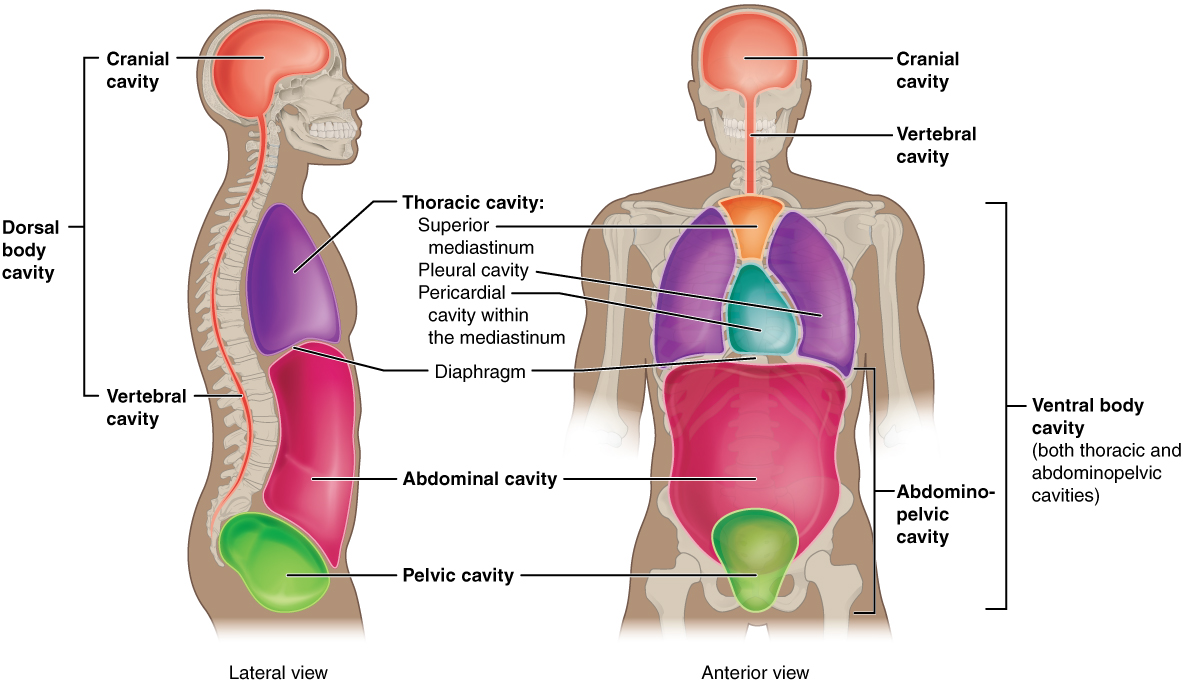 Dorsal and ventral body cavities with labels. Image description available.