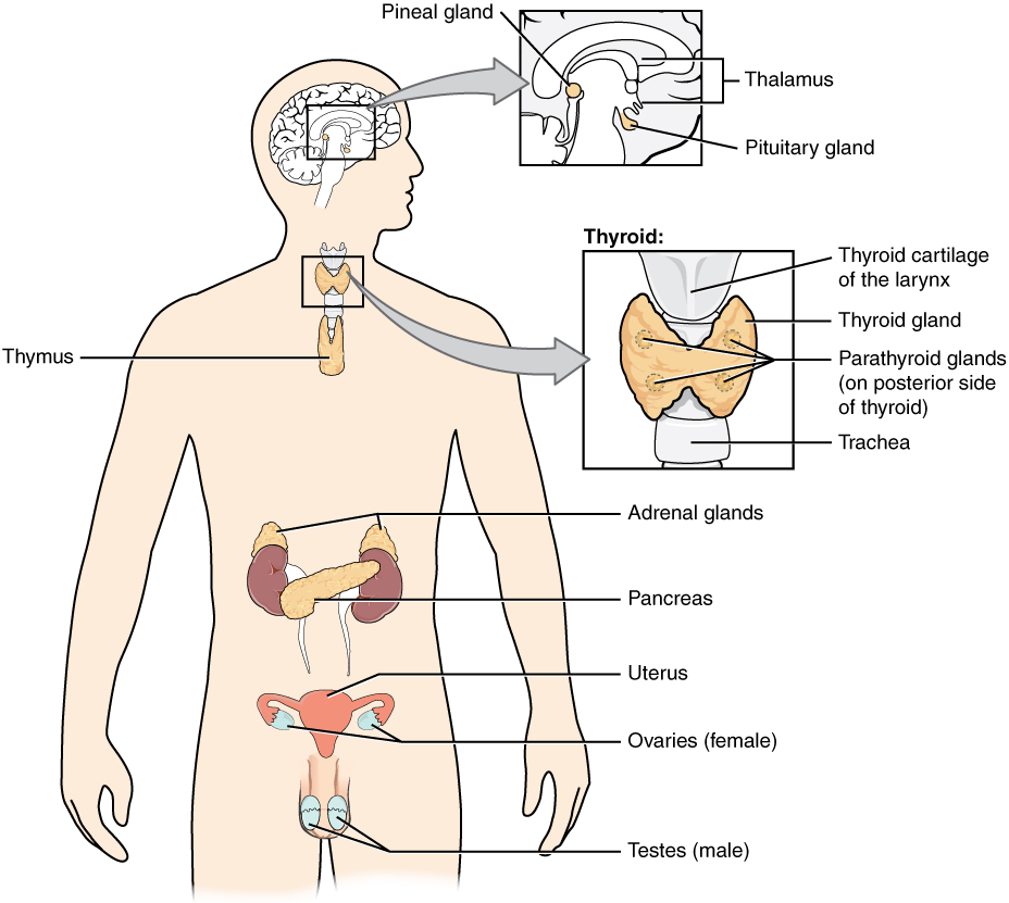 The endocrine system. Image description available.