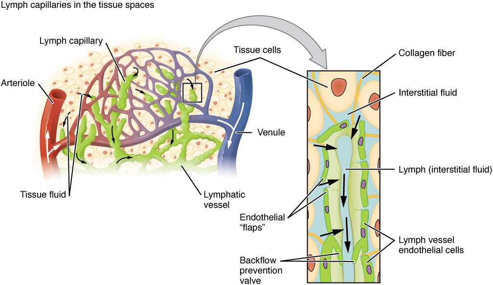 lymph capillaries in the tissue spaces. Image description available.