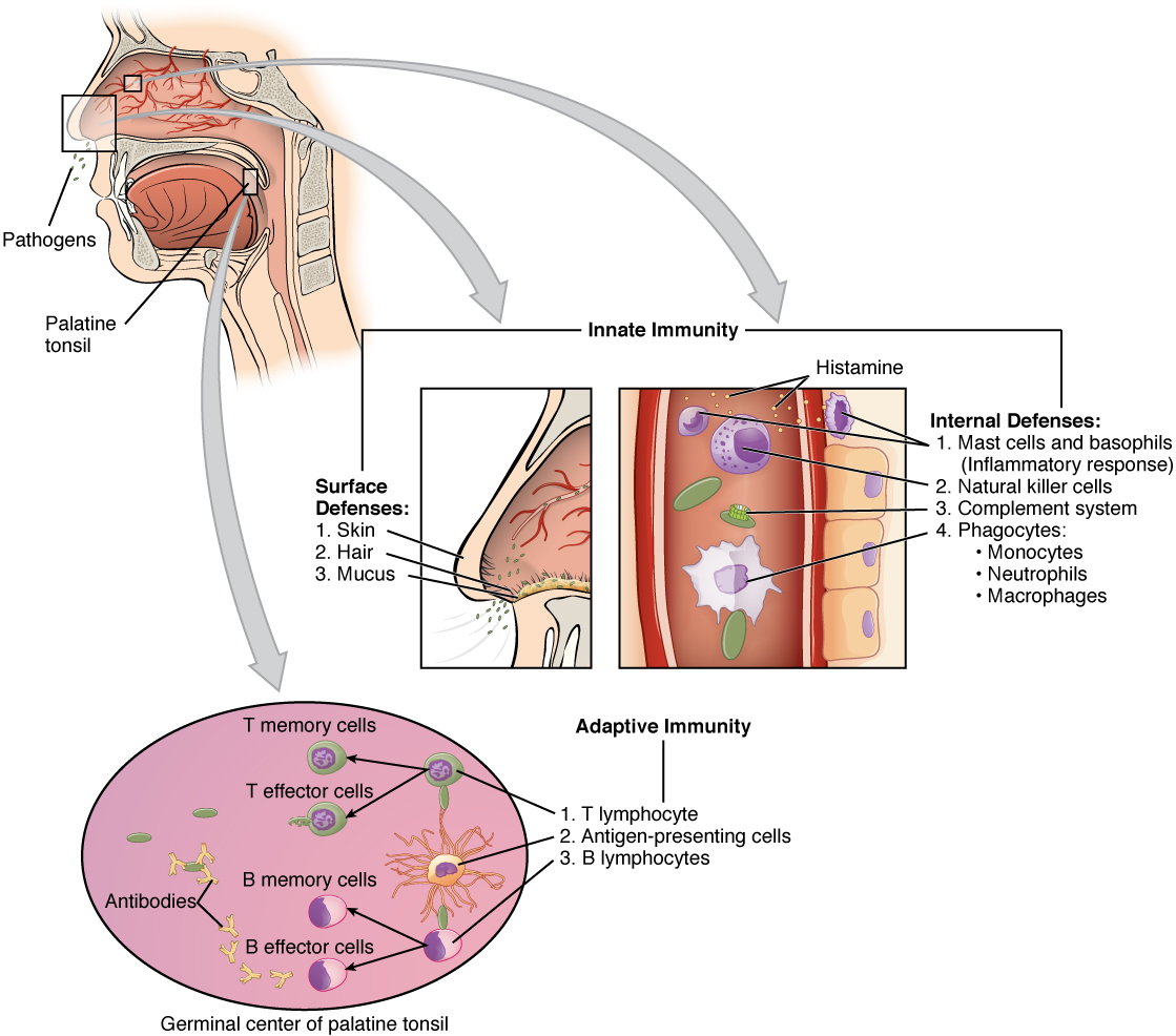 This figure shows a lateral view of a human face in the top left. A magnified callout shows the germinal center of the palatine tonsil. Another magnified view shows how the innate immune system works. This process is described in greater detail in the text below the figure.