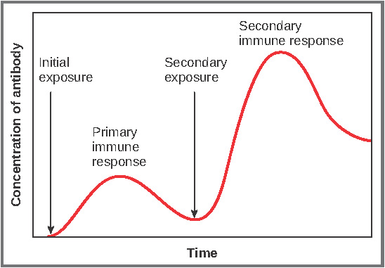 Graph depicting levels of antibodies over time. Image description available.