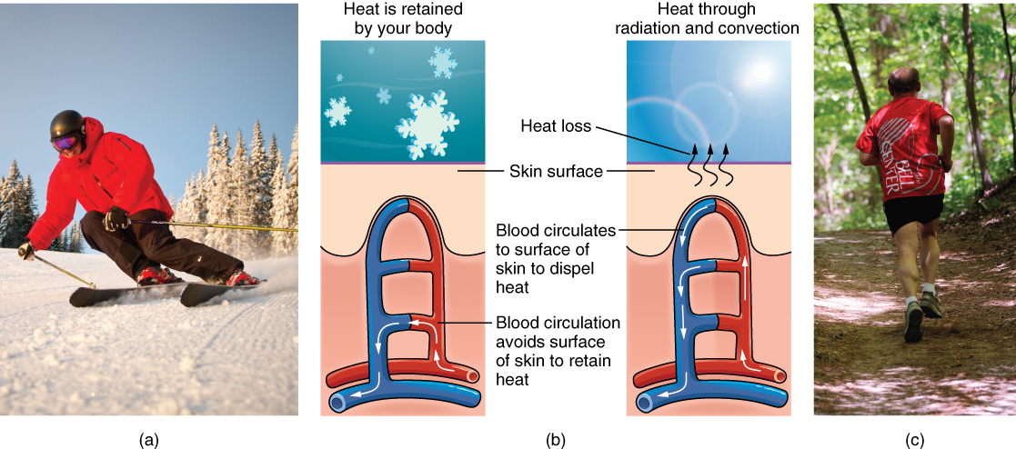 Thermoregulation. Image description available.