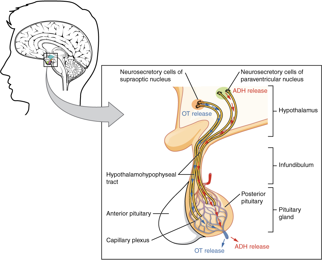 Posterior pituitary gland. Image description available.