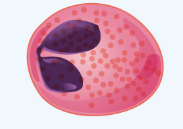 Eosinophils