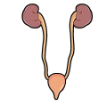 kidneys and bladder