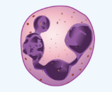 Neutrophil