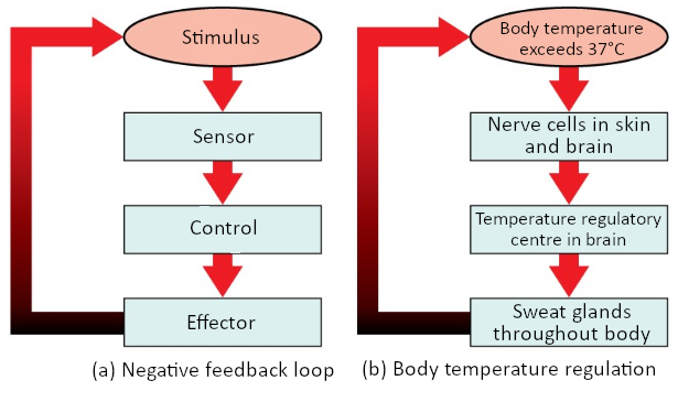 Negative feedback loop