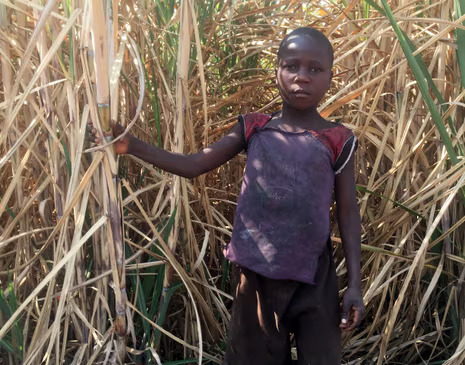 Tapiwa Mumverenge, nine, works at a sugar plantation, but hopes to attend school one day. Photograph: Nyasha Chingono