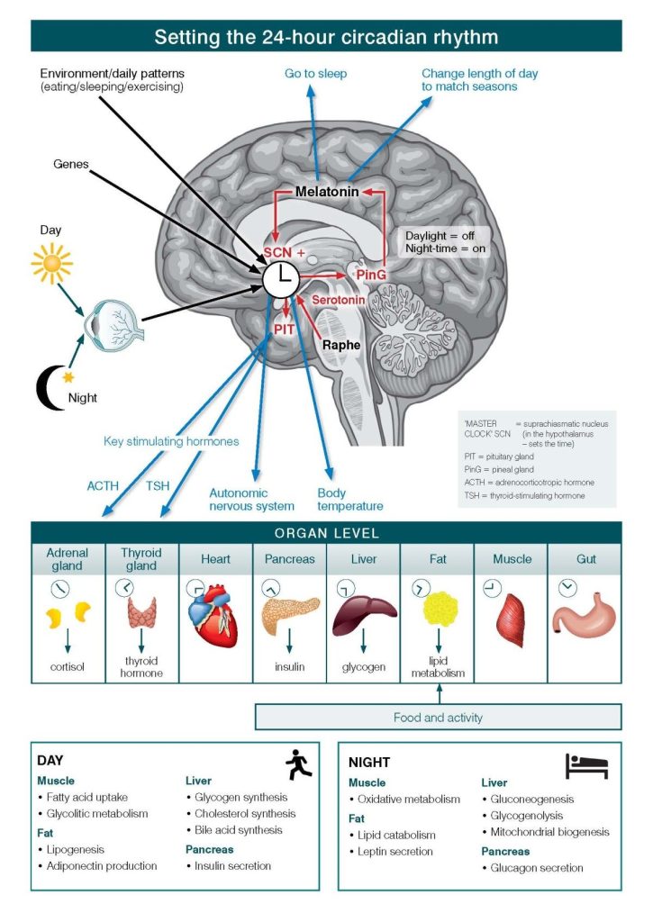 Illustration demonstrating the setting of the 24 hour circadian rhythm