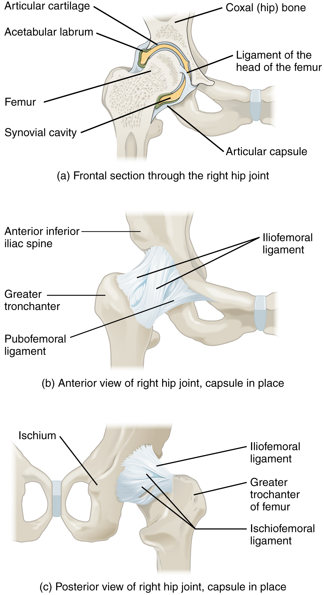 Illustration showing human hip joint, with labels, from three different angles