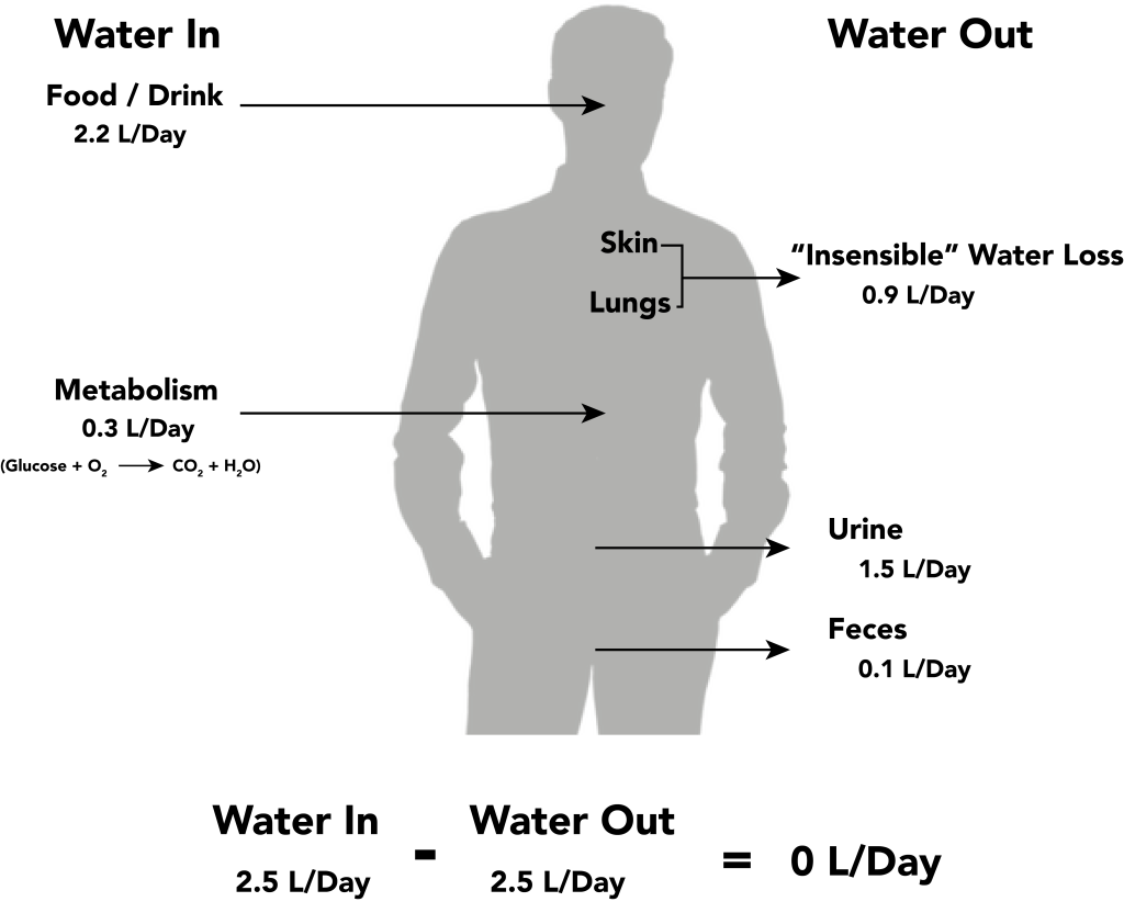 Image showing water balance in human body, with labels