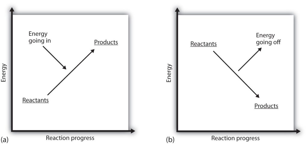 Two graphs relating energy to reaction progress, with the first image being endothermic and energy going into the system, and the second being exothermic, with energy going out of the system