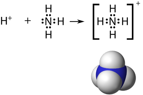 Graphic depiction and Lewis Dot Structure representation of the ammonium ion
