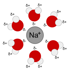 A sodium ion solvated by water