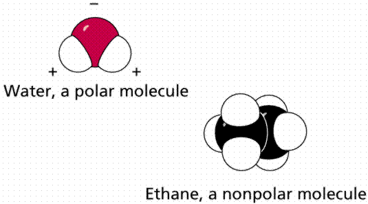 Water, a polar molecule, and ethane, a nonpolar molecule