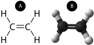 Lewis structure of ethene is compared to a ball-and-stick model, each showing the carbon-carbon double bond