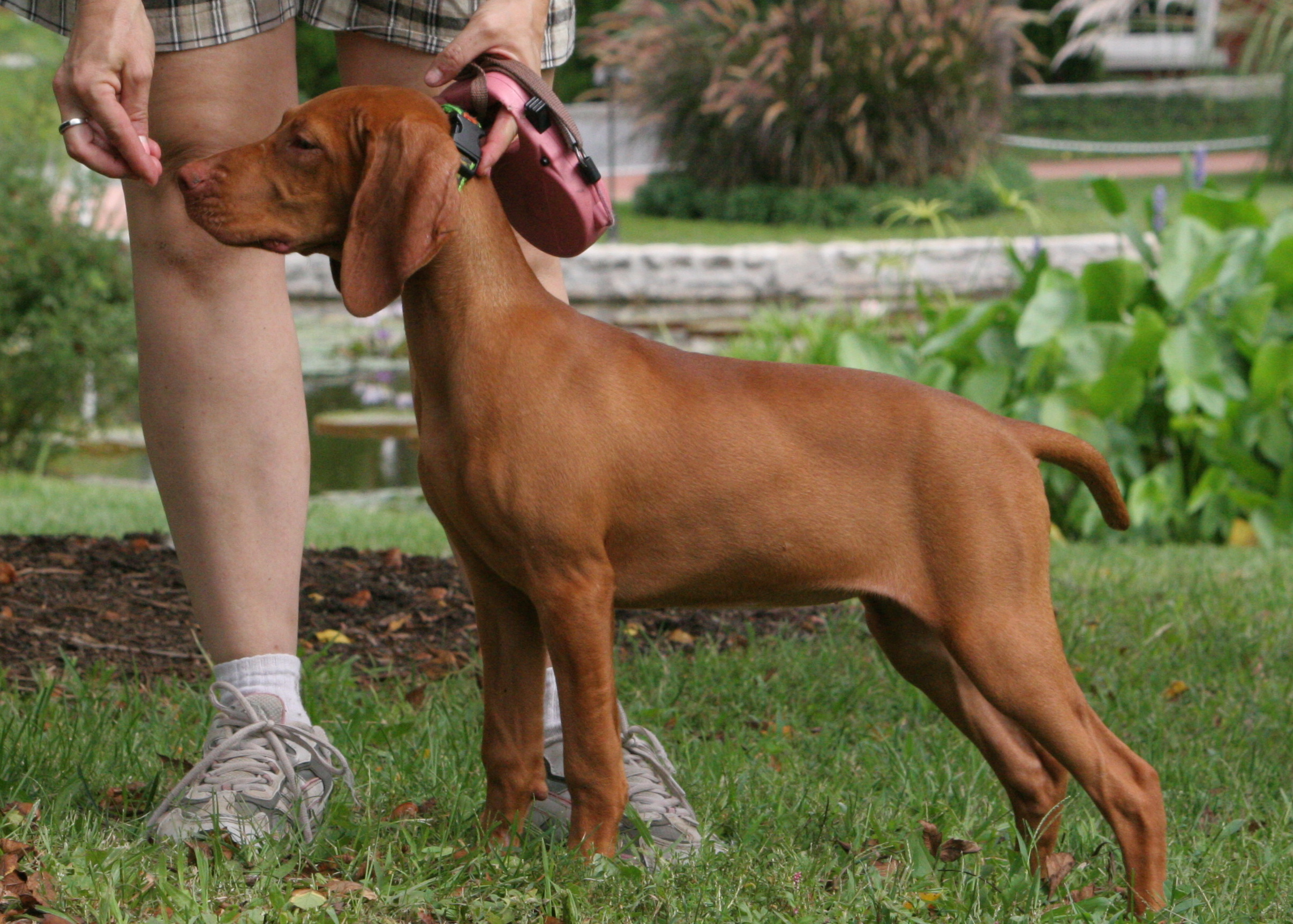 A photograph shows a dog standing at attention and smelling a treat in a person's hand.