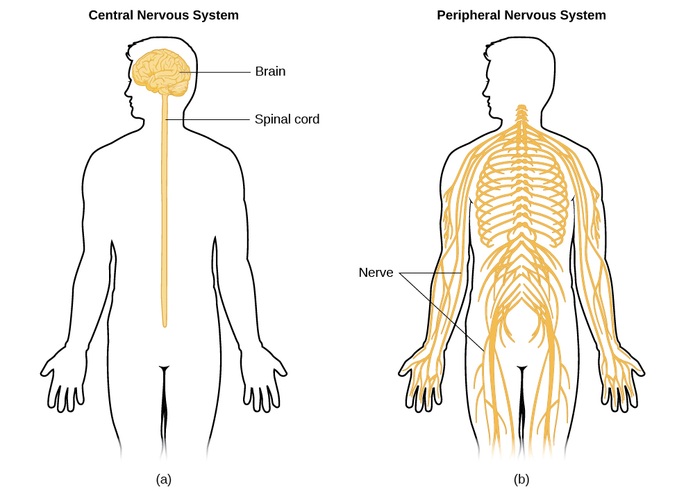 mage (a) shows an outline of a human body with the brain and spinal cord illustrated. Image (b) shows an outline of a human body with a network of nerves depicted.