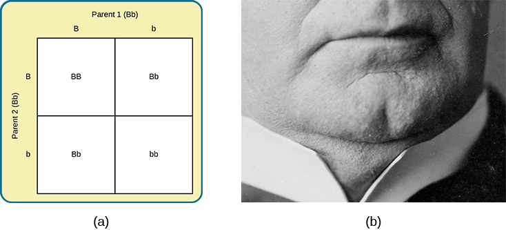 A drawing of a Punnett square and a close up photo of a chin.