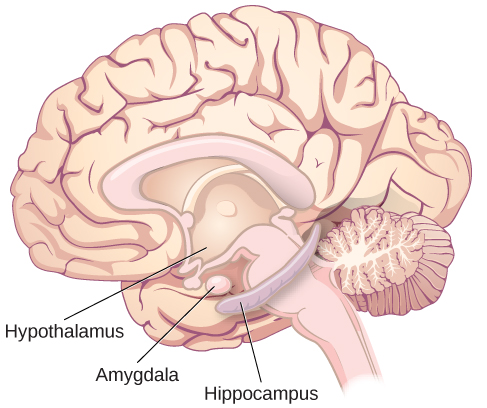 An illustration shows the locations of parts of the brain involved in the limbic system: the hypothalamus, amygdala, and hippocampus.