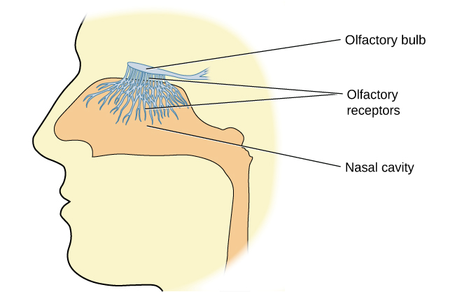 An illustration shows a side view of a human head and the location of the “nasal cavity,” “olfactory receptors,” and “olfactory bulb.”