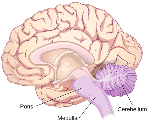 An illustration shows the location of the pons, medulla, and cerebellum.