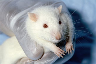 A photograph of a gloved hand holding a white rat.