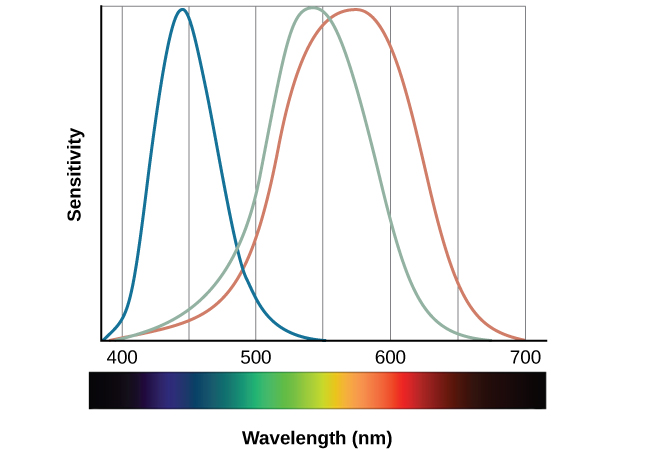 A graph is shown with “sensitivity” plotted on the y-axis and “Wavelength” in nanometers plotted along the x-axis with measurements of 400, 500, 600, and 700. Three lines in different colors move from the base to the peak of the y axis, and back to the base. The blue line begins at 400 nm and hits its peak of sensitivity around 455 nanometers, before the sensitivity drops off at roughly the same rate at which it increased, returning to the lowest sensitivity around 530 nm . The green line begins at 400 nm and reaches its peak of sensitivity around 535 nanometers. Its sensitivity then decreases at roughly the same rate at which it increased, returning to the lowest sensitivity around 650 nm. The red line follows the same pattern as the first two, beginning at 400 nm, increasing and decreasing at the same rate, and it hits its height of sensitivity around 580 nanometers. Below this graph is a horizontal bar showing the colors of the visible spectrum.