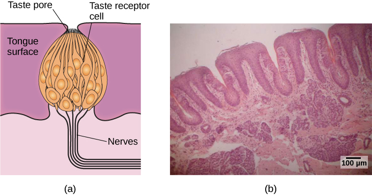 Illustration A shows a taste bud in an opening of the tongue, with the “tongue surface,” “taste pore,” “taste receptor cell” and “nerves” labeled. Part B is a micrograph showing taste buds on a human tongue.